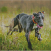 Aesthetic Lurcher Diamond Painting