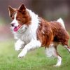 Red And White Border Collie Running Diamond Painting