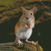 Small Field Mouse Diamond Painting