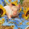 Wild Pig With Sunflowers Diamond Painting