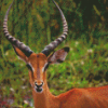 Wild Impala Diamond Painting