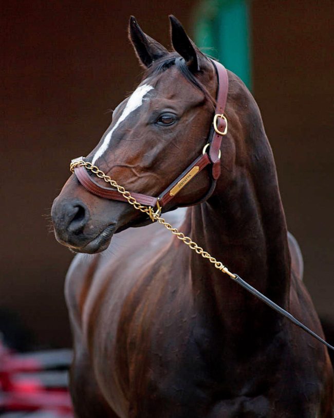 Zenyatta Racehorse Diamond Painting