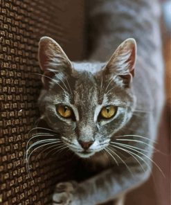 Aesthetic Grey Tabby Cat Diamond Painting