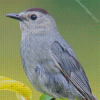 Aesthetic Gray Catbird Diamond Painting