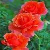 Aesthetic Orange Roses Diamond Painting