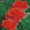 Aesthetic Orange Roses Diamond Painting