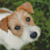 Bichon Jack Russell Dog Diamond Painting