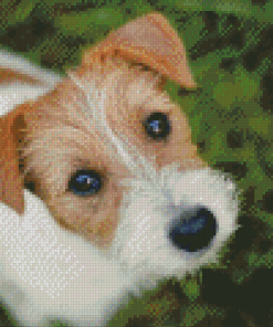 Bichon Jack Russell Dog Diamond Painting