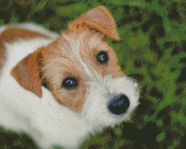 Bichon Jack Russell Dog Diamond Painting