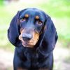 Closeup Black And Tan Coonhound Diamond Painting