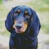 Closeup Black And Tan Coonhound Diamond Painting