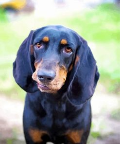 Closeup Black And Tan Coonhound Diamond Painting