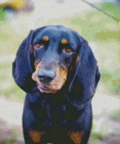 Closeup Black And Tan Coonhound Diamond Painting