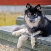 Finnish Lapphund Diamond Painting