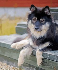 Finnish Lapphund Diamond Painting