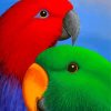 Eclectus Parrot Heads Diamond Painting