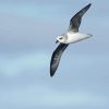 Flying Grey And White Bird Diamond Painting