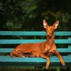 Pharaoh Hound Sitting On A Bench Diamond Painting