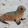 Baby Galapagos Sea Lion Animal Diamond Painting