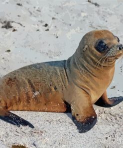 Baby Galapagos Sea Lion Animal Diamond Painting