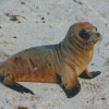 Baby Galapagos Sea Lion Animal Diamond Paintings