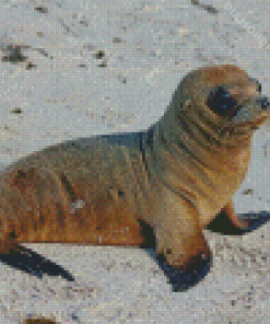 Baby Galapagos Sea Lion Animal Diamond Paintings