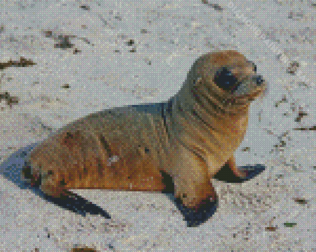 Baby Galapagos Sea Lion Animal Diamond Paintings