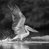 Black And White Bird And Water Diamond Painting