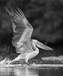 Black And White Bird And Water Diamond Painting