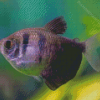 Black Skirt Tetra Fish Diamond Paintings