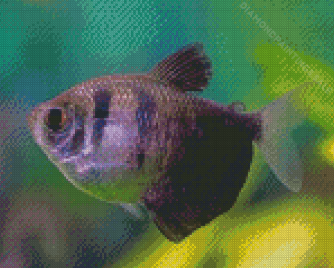 Black Skirt Tetra Fish Diamond Paintings