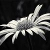Black And White Daisy Blooming Diamond Painting