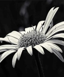 Black And White Daisy Blooming Diamond Painting