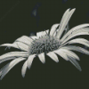 Black And White Daisy Blooming Diamond Paintings