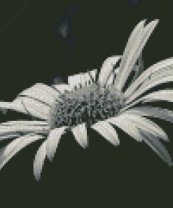 Black And White Daisy Blooming Diamond Paintings