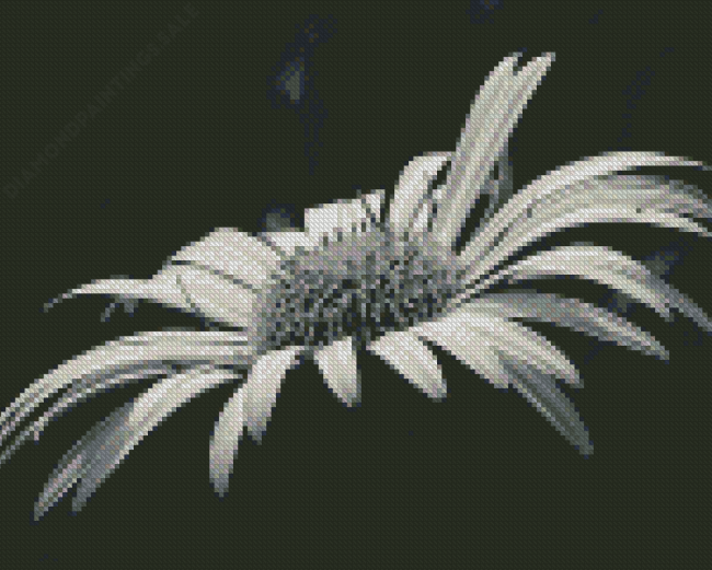 Black And White Daisy Blooming Diamond Paintings