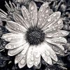 Black And White Daisy Water Diamond Painting