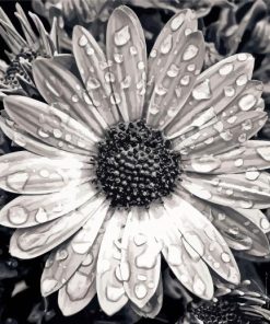 Black And White Daisy Water Diamond Painting