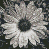 Black And White Daisy Water Diamond Paintings