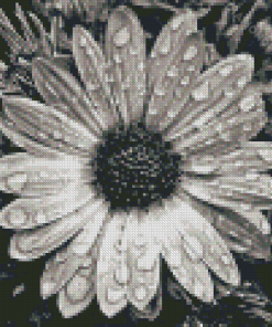 Black And White Daisy Water Diamond Paintings