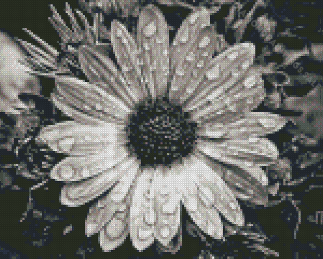 Black And White Daisy Water Diamond Paintings