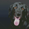 Black Flat Coated Retriever Dog Diamond Paintings