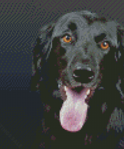 Black Flat Coated Retriever Dog Diamond Paintings