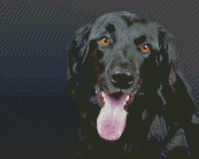 Black Flat Coated Retriever Dog Diamond Paintings