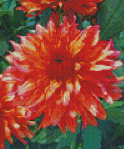 Blooming Red Orange Dahlia Diamond Paintings