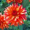 Blooming Red Orange Dahlia Diamond Painting