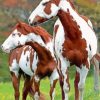 Brown And White Pinto Horses Diamond Painting