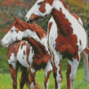 Brown And White Pinto Horses Diamond Paintings