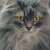 Longhair Grey Cat Diamond Paintings