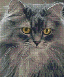 Longhair Grey Cat Diamond Paintings